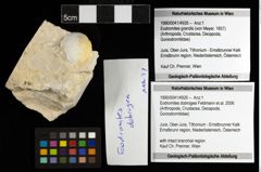 Foto (Objekt + Etiketten) von Eodromites dobrogea (Feldmann et al., 2006) 